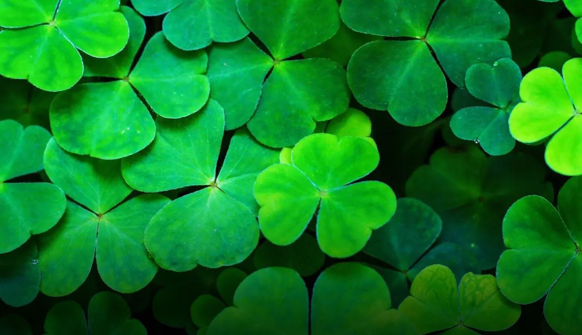 Clover